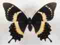 Papilio garamas elyctron female (abberant) Internet Image property of respective owner, non-commercial use only